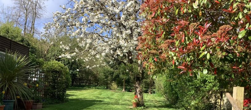 white blossom tree in garden