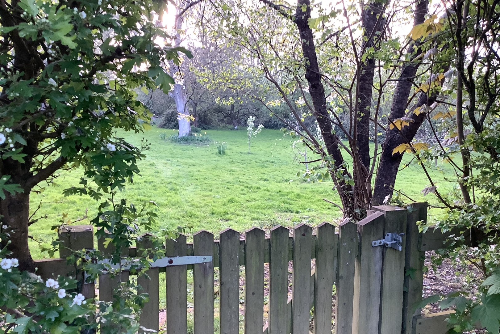 view over gate into an orchard
